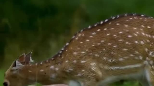 Sika deer