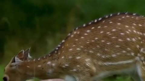 Sika deer