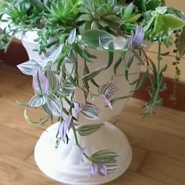 i would like to give this Succulent