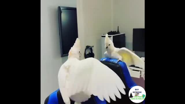 thought it was a dog😂😂Try not to laugh