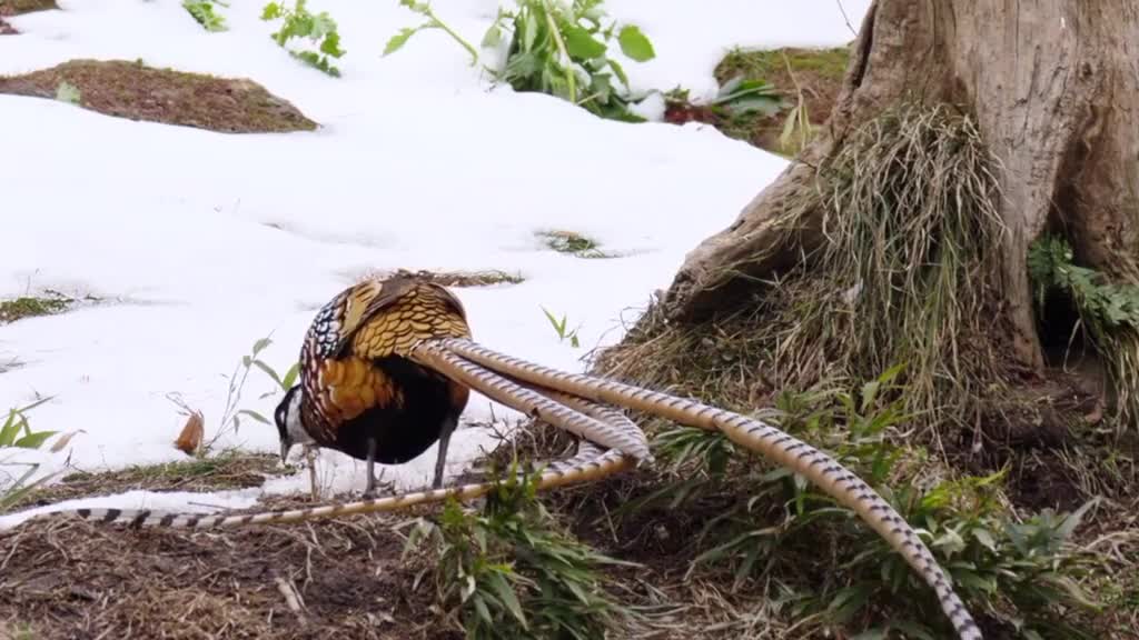 White-crested pheasant