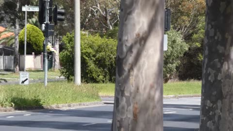 Kangaroo Melbourne Australia