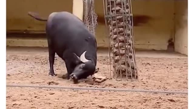 Buffalo vs Turtle