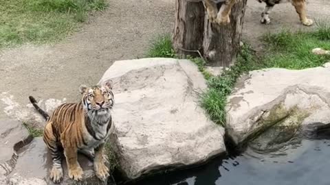 Watch the stupid tiger dive