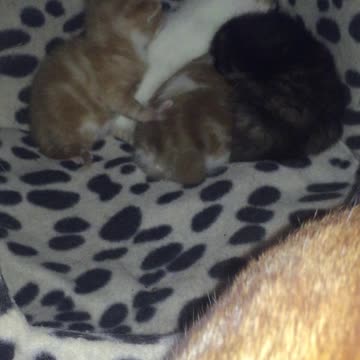 Tiny Two Week Old Kittens Snuggling In A Heap Inside Their Nest