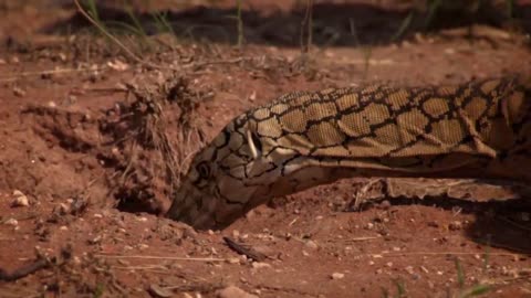 The most venomous snakes in the world are afraid of him! Giant Monitor - Fierce Lizard King!