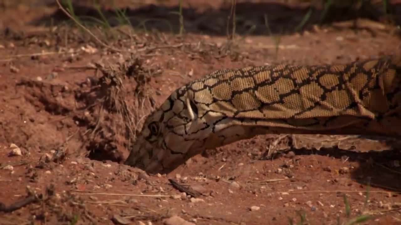 The most venomous snakes in the world are afraid of him! Giant Monitor - Fierce Lizard King!