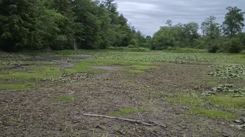 Deer Tracks