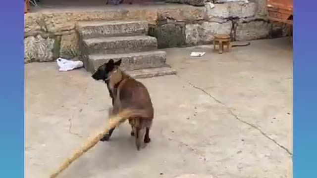 Cute dogs funny moment #rumble #trending #shorts