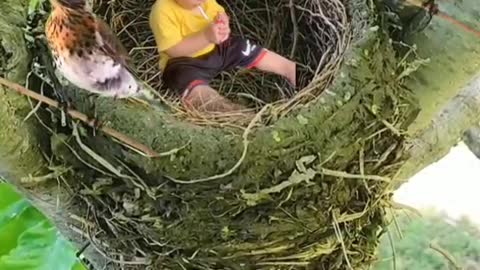 The little boy who grew up in the bird's nest