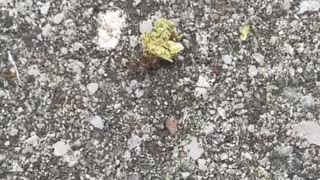 Ant Tries to Pull off Cannabis Caper