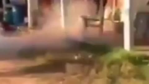 Funny cat and dog 🐕🐶🐶