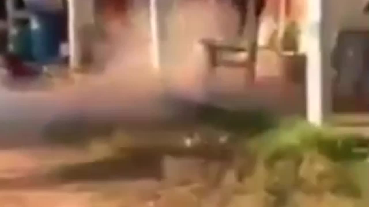 Funny cat and dog 🐕🐶🐶