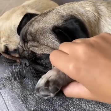 Dog taking a nap in the morning