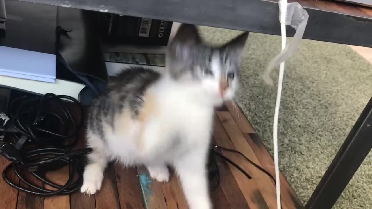 A Playful Cute Kitten