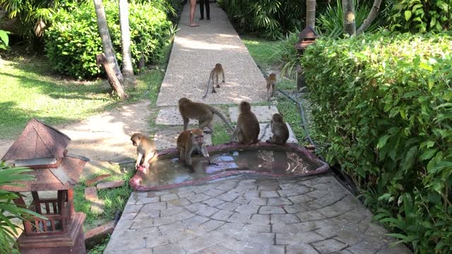 Monkeys gathered in front of the pool of water