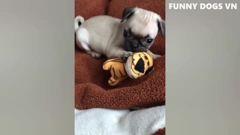 Funniest Animals Video - Funny Dogs And Cats - Try Not To Laugh Animals