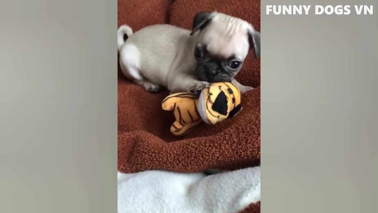 Funniest Animals Video - Funny Dogs And Cats - Try Not To Laugh Animals