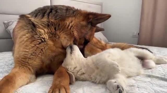 German Shepherd Reacts to Golden Retriever Puppy