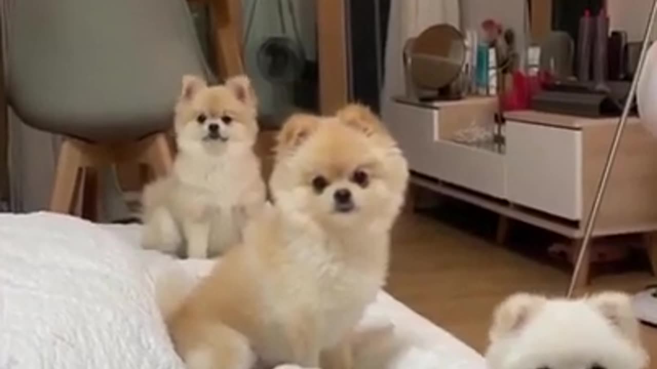 Cute dog enjoying in background music