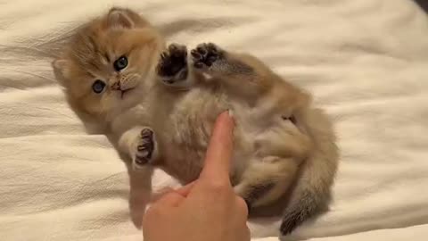 Meow Meow Meow Meow Meow