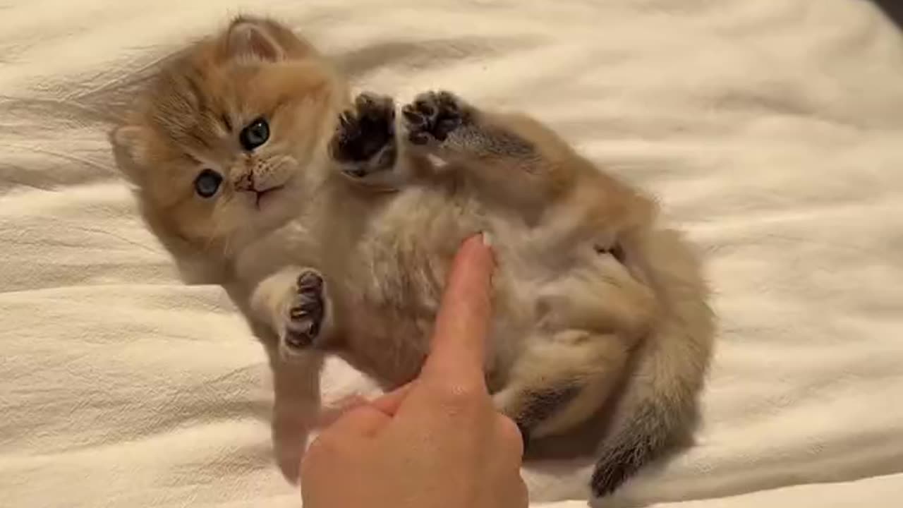 Meow Meow Meow Meow Meow