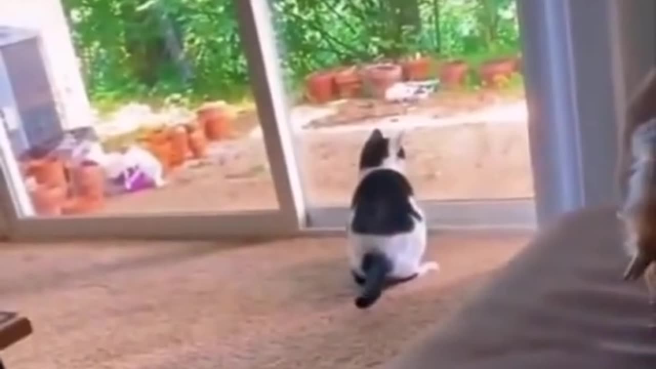 Funny animal videos.