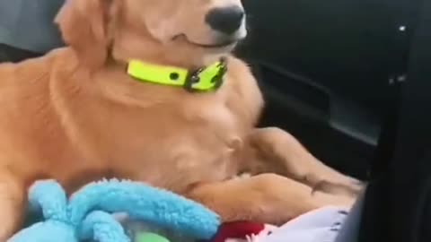 funnyvideos#dog#cute#pet