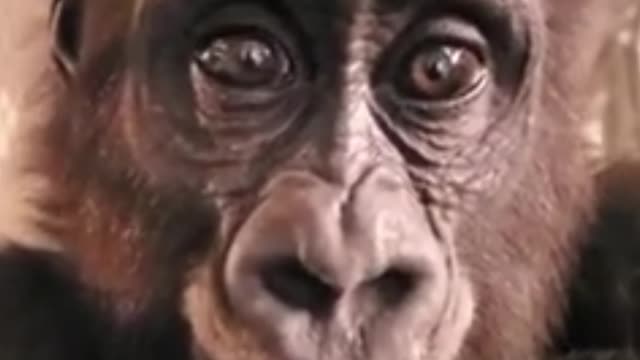 Wow, that's a gorilla. I didn't know that