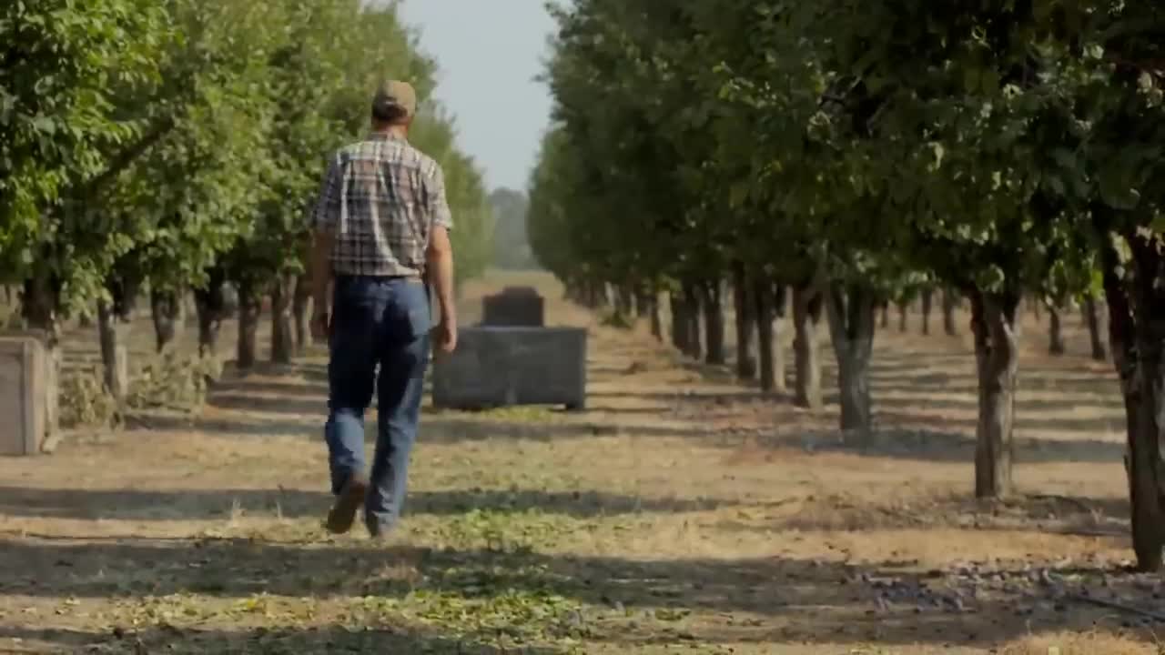 Picking Billions Of Plums In California