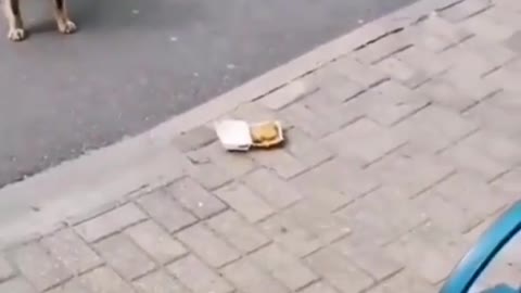 ❌ Il cane senzatetto si rifiuta di mangiare McDonalds, questo ti