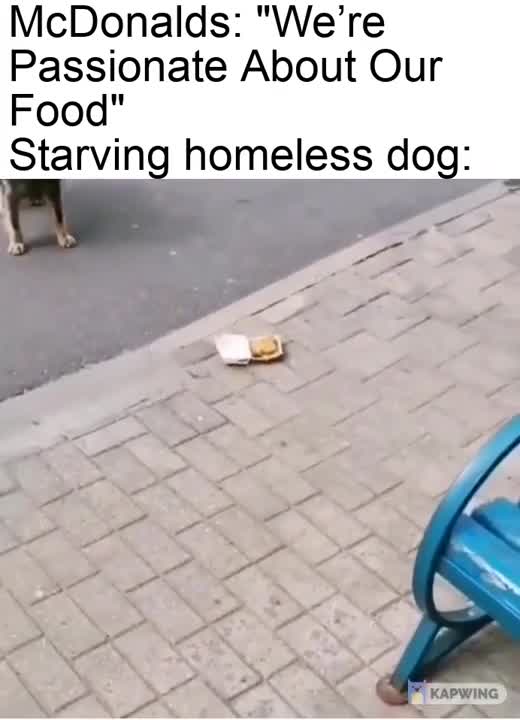 ❌ Il cane senzatetto si rifiuta di mangiare McDonalds, questo ti