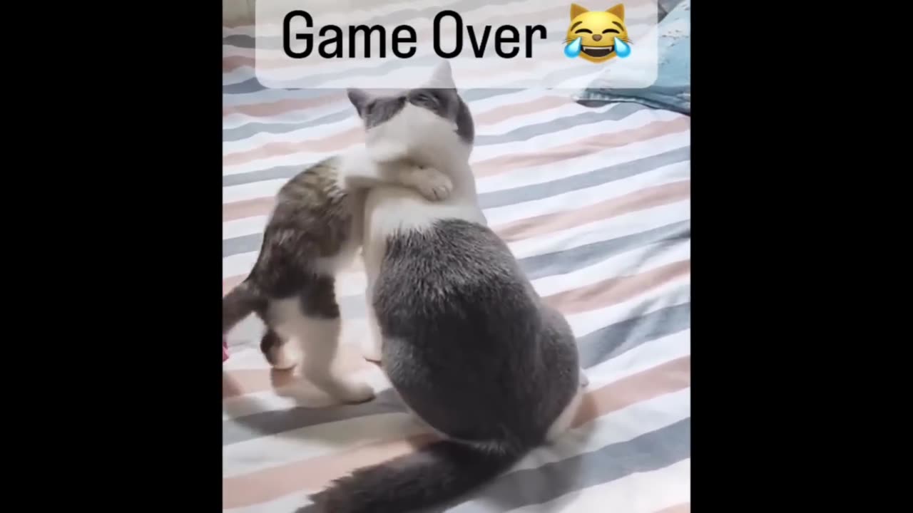 New Funny Cats 2024 😸 Funny Cat Videos − Funny Cats