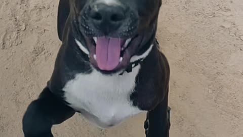 American pitbull
