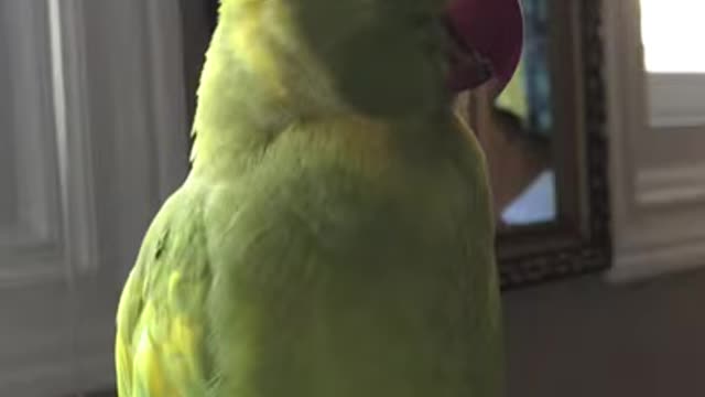 Adorable parrot talks non stop while relaxing “to cute”