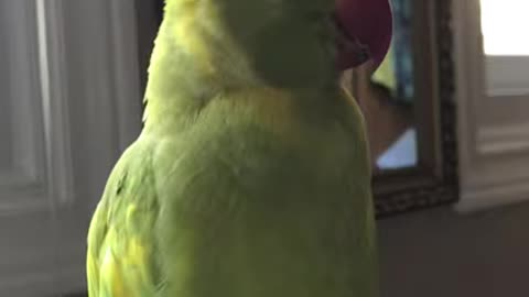 Adorable parrot talks non stop while relaxing “to cute”