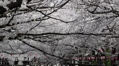 Cherry Blossoms in Japan