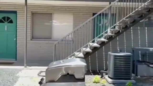 Swarm of Bees settled under a tent.