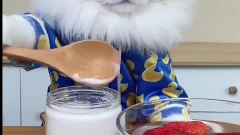 Cat strawberry