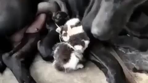 Amazing Dog Helps Lost Kitten