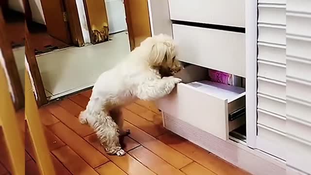 Cute pet funny video