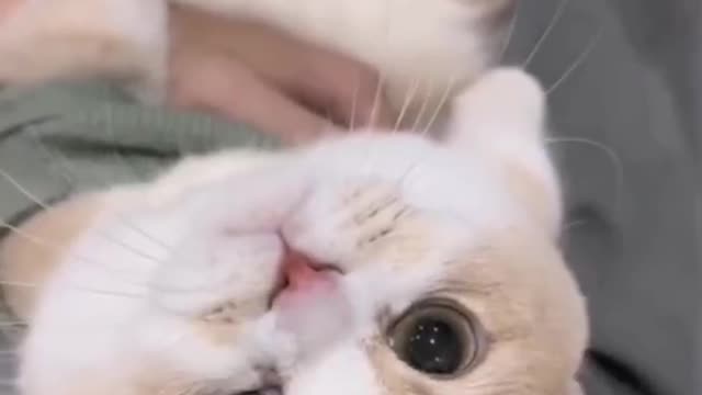 Cute little cat. Do you want to own one?