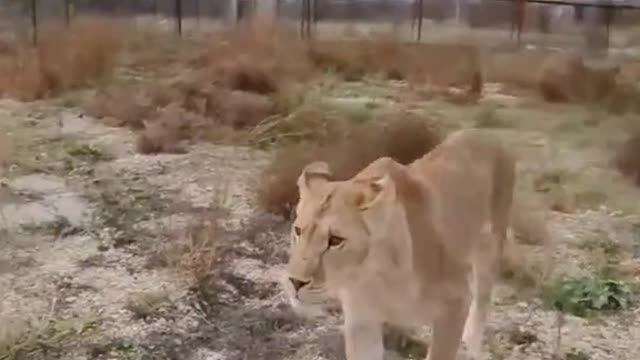 Cute lion 🦁