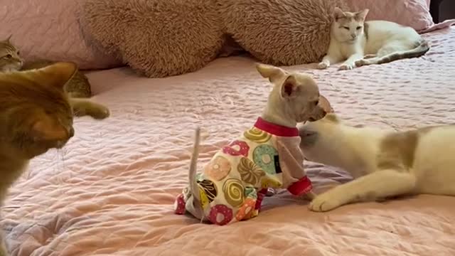 Cat Intrigued by Little Dog Wagging Tail