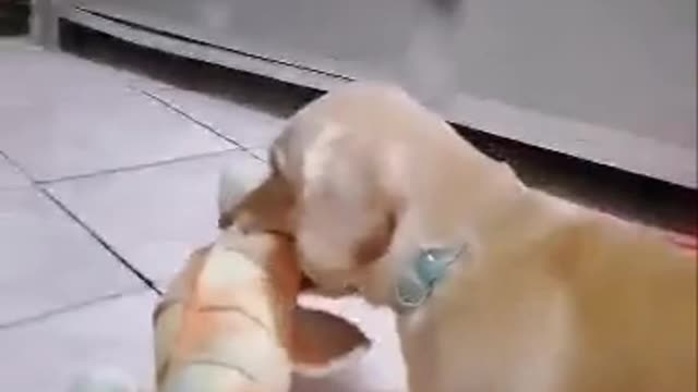 Daschund want's to go out and brings her stuffed toy seahorse with her