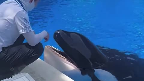 Joy of Feeding whale #whale #smartanimals #Funny #daily #Shorts #funnyclips #rumble #youtube #tiktok #reel #facebook
