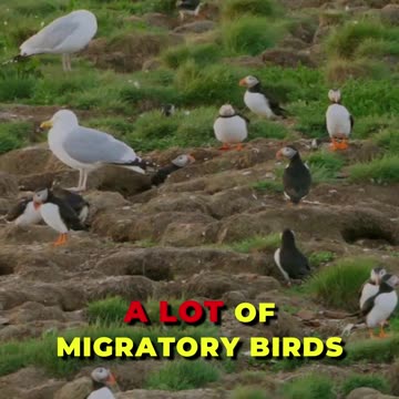 🌍 Discover The Astonishing Journeys Of Migratory Birds! 🐦
