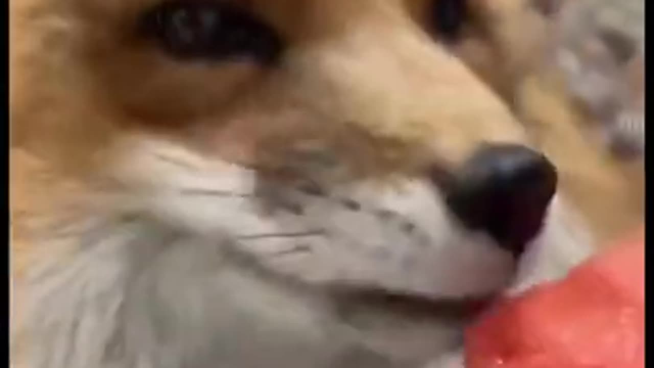 fox eats watermelon