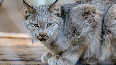 CANADIAN LYNX