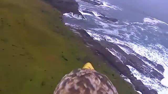 Video is taken from a camera installed between the wings of an eagle